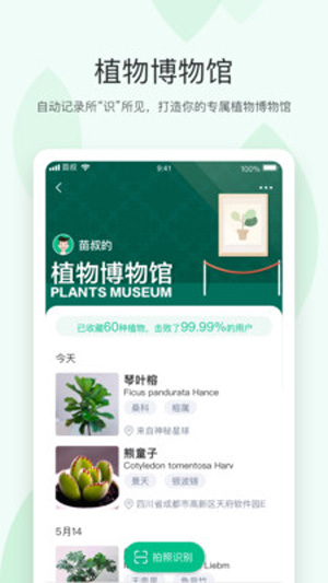 苗叔