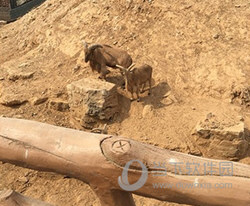 虎牙直播手机版