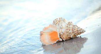 贝壳视频app最新版