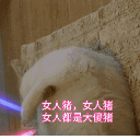 猫挥舞荧光棒gif